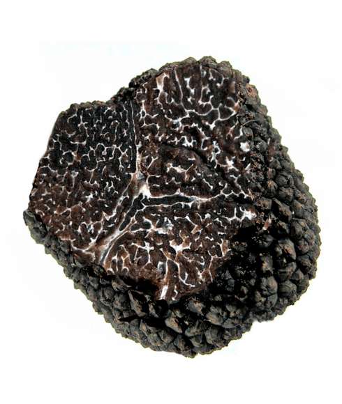 Melanosporum XL truffel - (100gr)