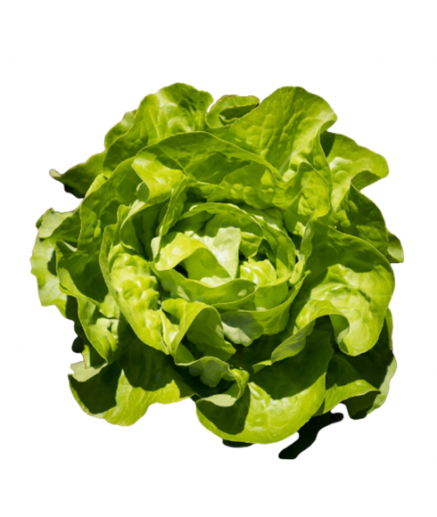 Fresh lettuces