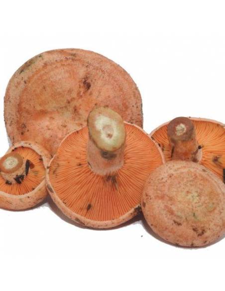 Níscalo or Rebollón