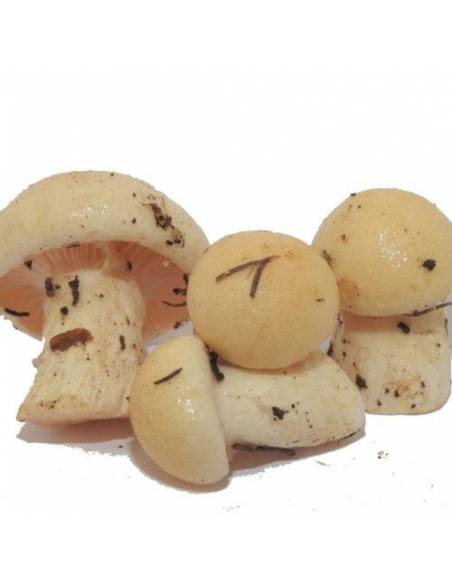 Snigel eller vit llanega