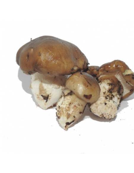 Schnecke oder schwarze Llanega