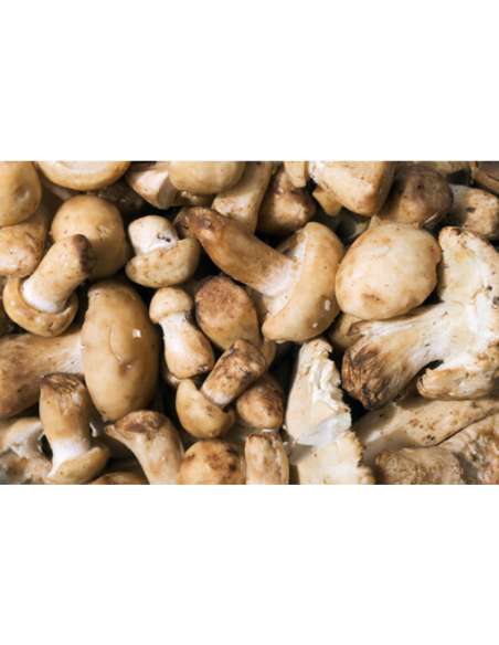 Champignon Perrechico