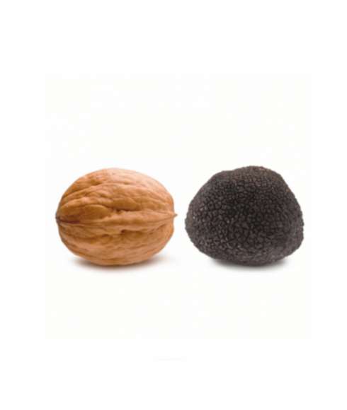 Truffle Melanosporum M - (30gr)