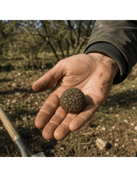 Truffe Uncinatum - Truffe d'automne M - 40gr