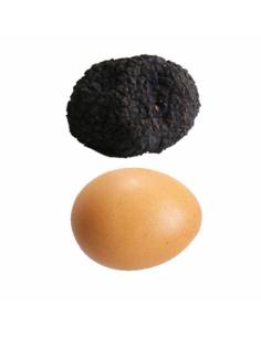 Truffe Uncinatum - Truffe d'automne L -70gr