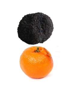 Truffle Uncinatum - Autumn truffle XL  - 100gr