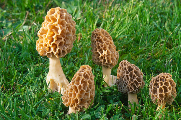 Morel