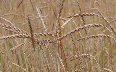 detail image of a spelled field