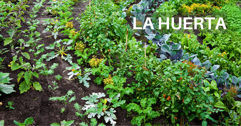 COMPRAR VERDURAS Y HORTALIZAS