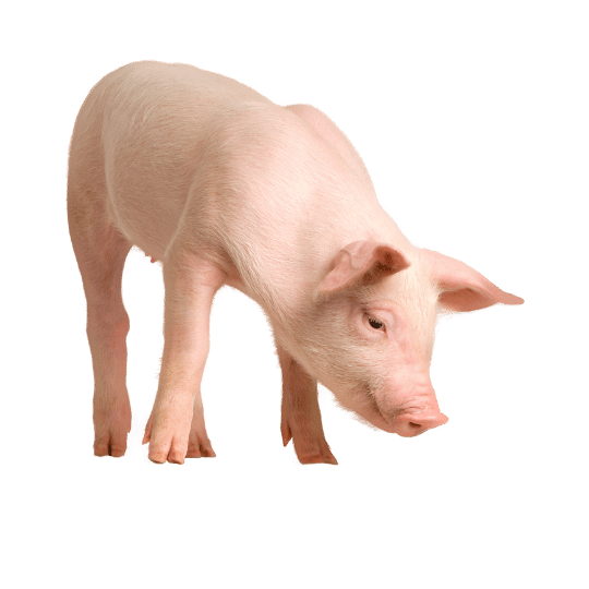 pig