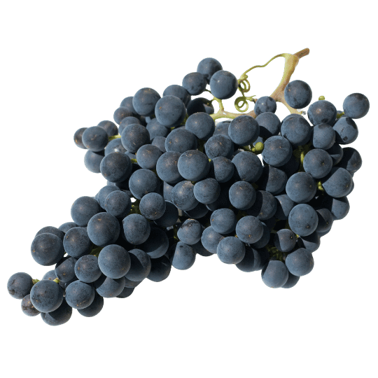 merlot