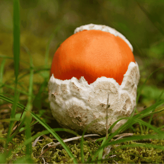 amanita caesarea
