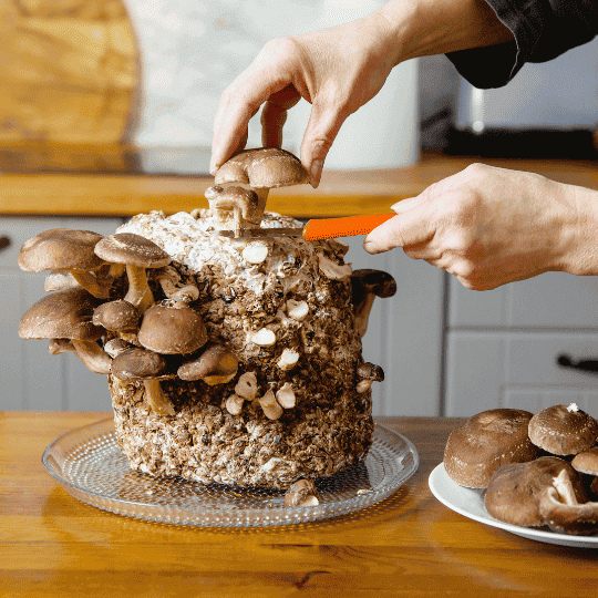 plantar shiitake