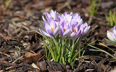  saffraanbloemen op de grond.