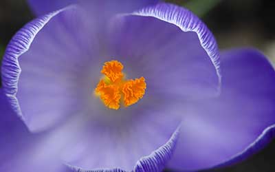 Detailbild der Krokusblume.