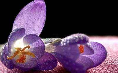  flores de azafrán tumbadas con gotas de rocío.