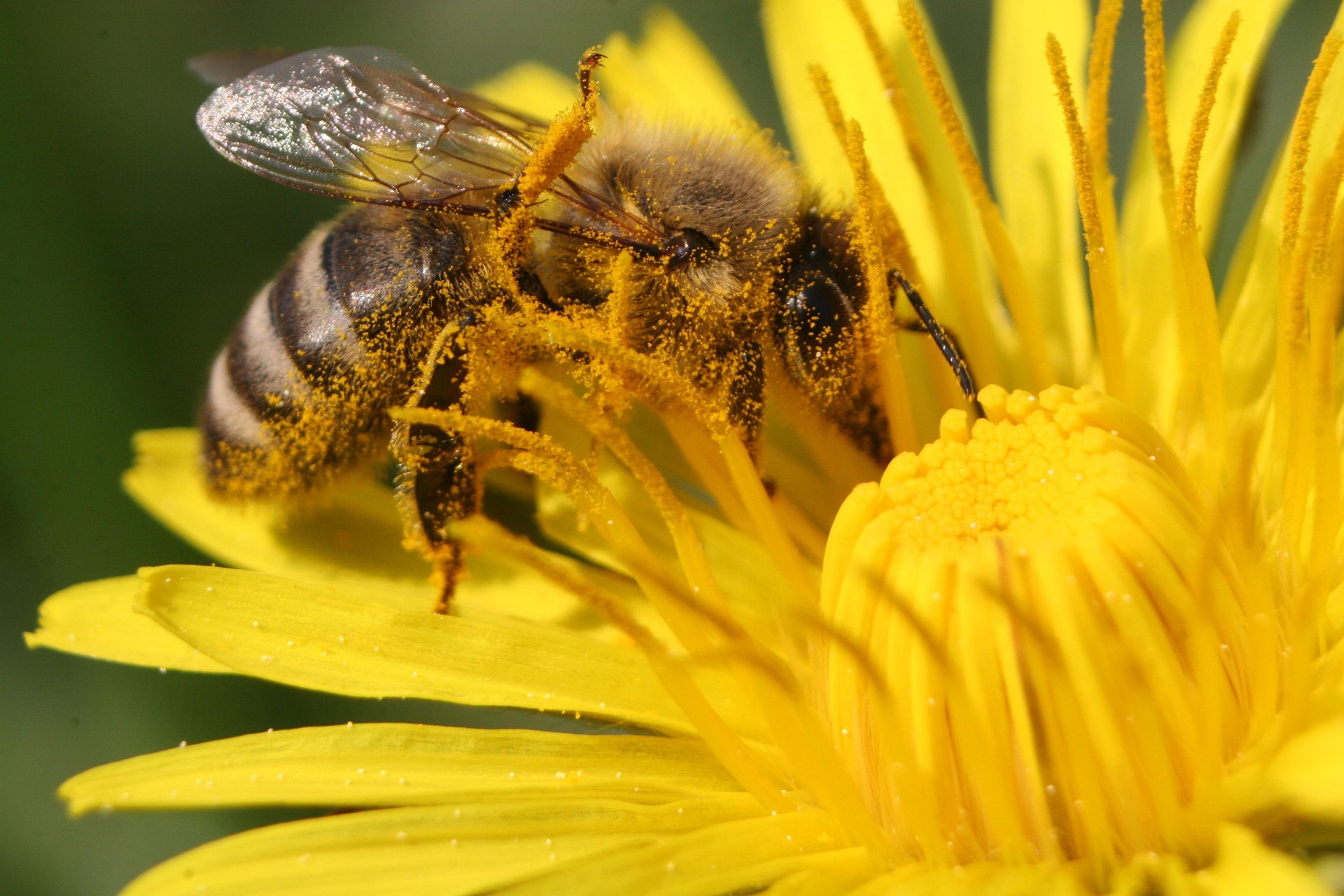 PROPIEDADES DE LA MIEL DE BRESCA