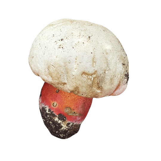 boletus