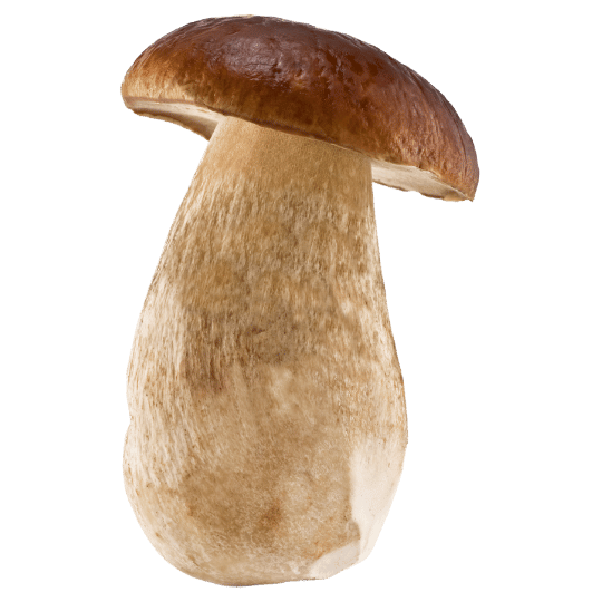types of boletus