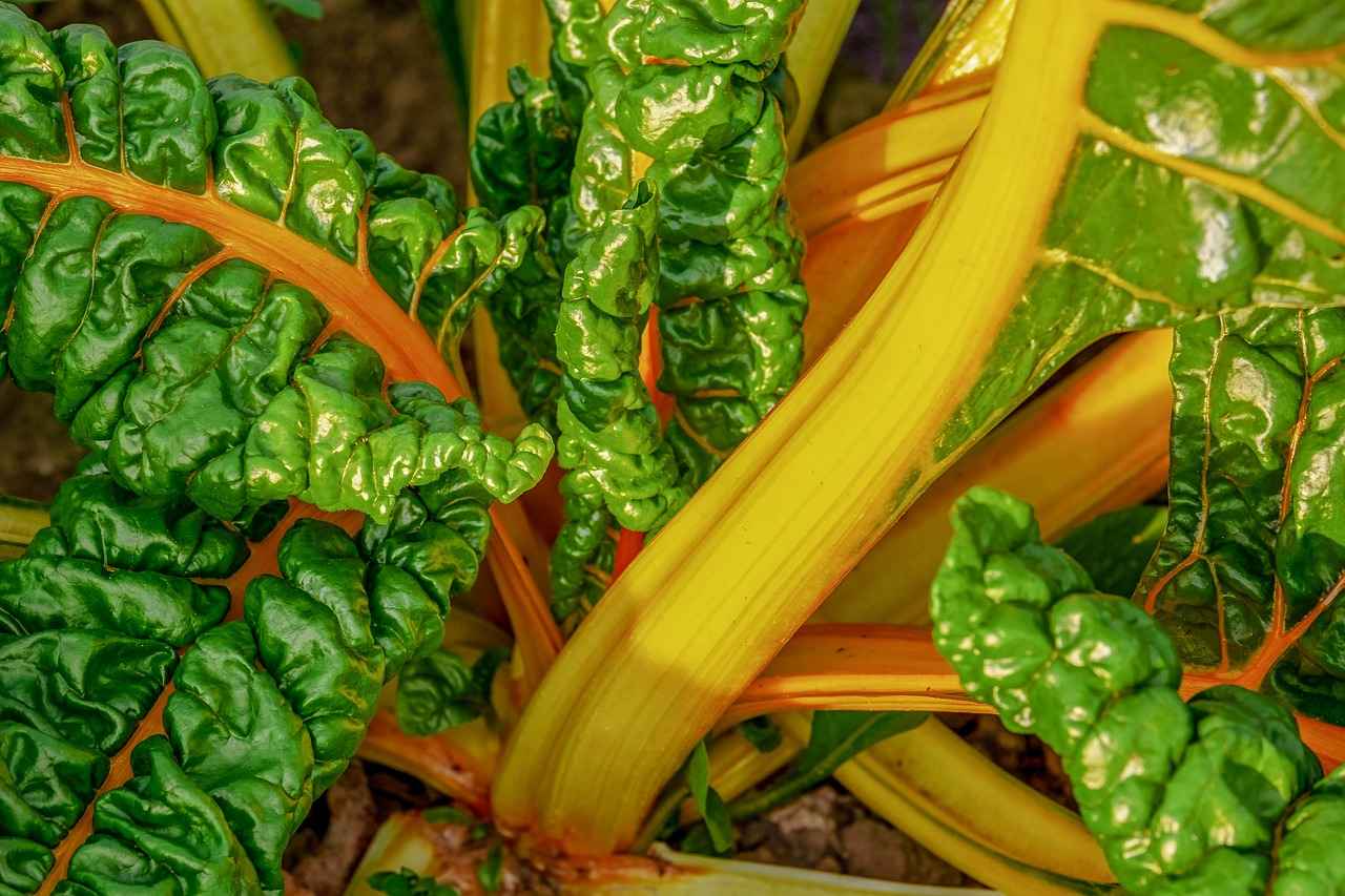 yellow chard