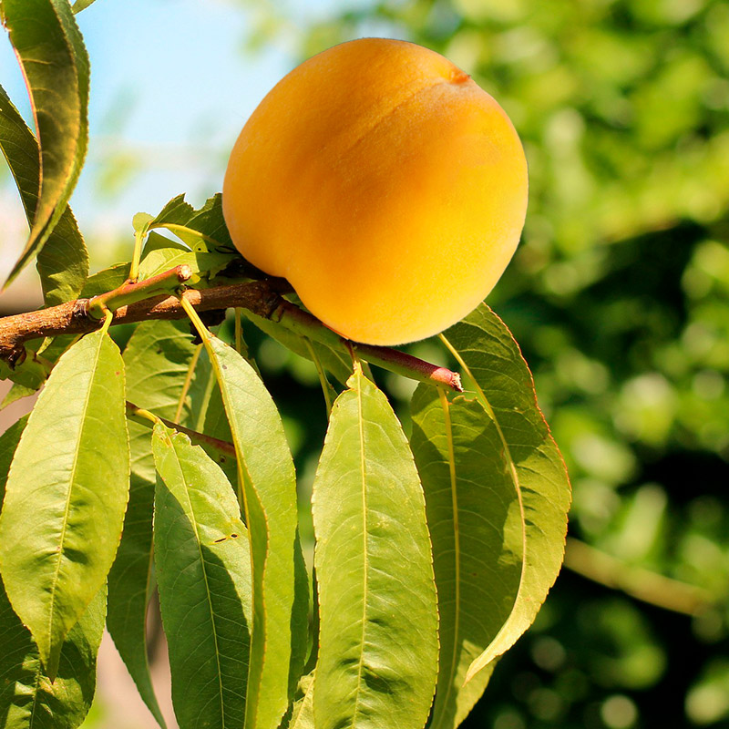Peach cultivation