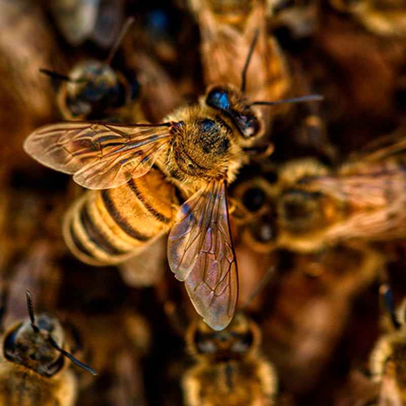 Artisanal and gourmet honey