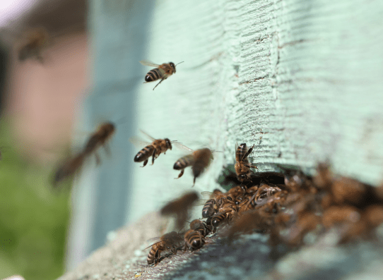 Platzierung von Nektar in den Bienenstöcken