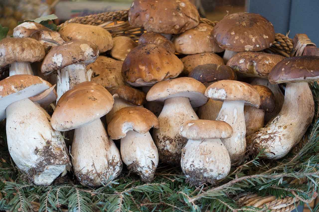 Boletus Edulis séché