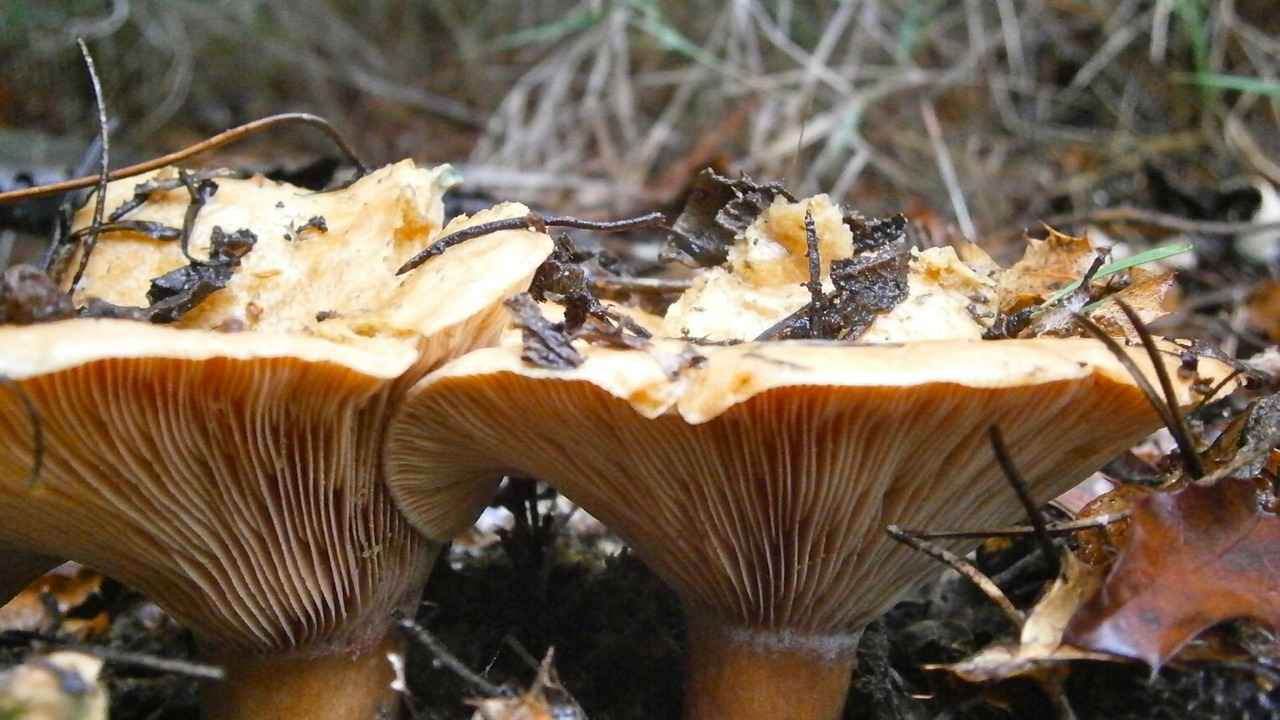 Rebollones or dehydrated chanterelles