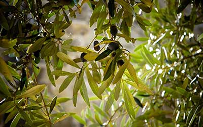  Oliven auf den Zweigen des Olivenbaums, umgeben von Blättern.