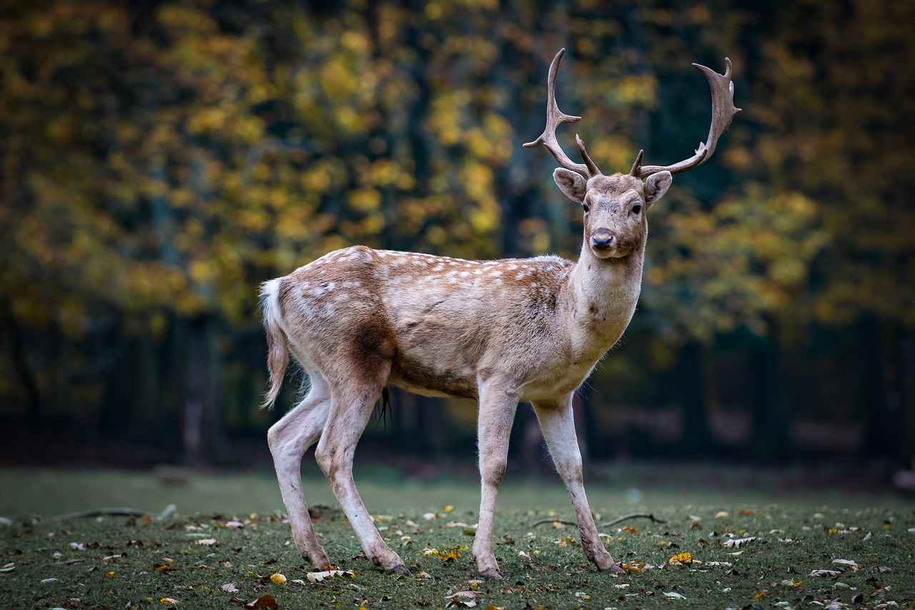 Hirsch in Bronchales