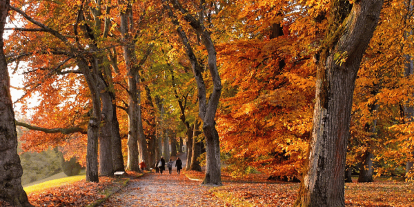 L'automne arrive : Produits de saison