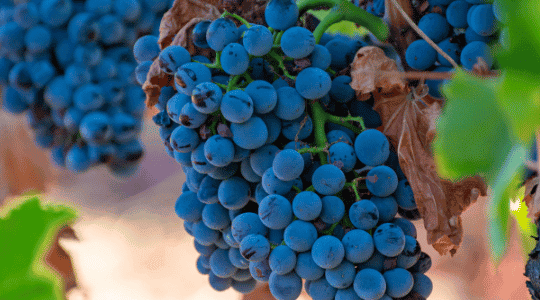 Garnacha: What's so special about it?