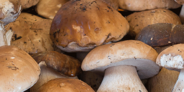 Edible mushrooms: edible boletus or edulis