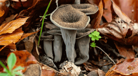  Trompettes de la mort : que sont-elles ?
