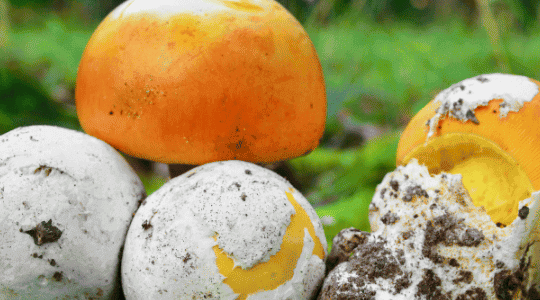 Was ist Amanita Caesarea?: Königsei
