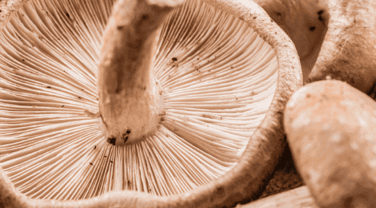 What is a shiitake mushroom? Where to find fresh mushrooms