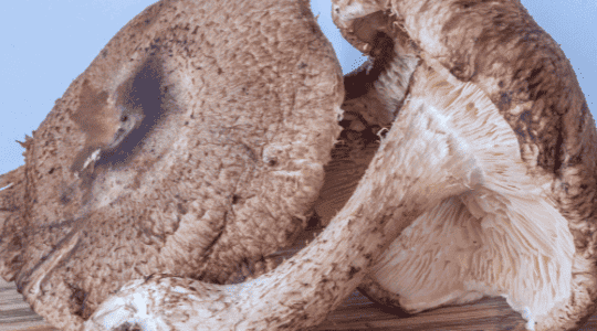 Lentinula edodes: Vad är det?