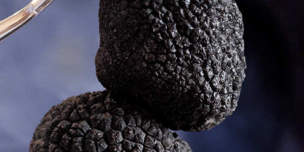 Zwarte truffel uit Teruel: recepten om indruk te maken