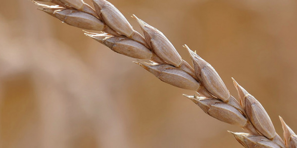 Cos'è il cereale di farro? | Proprietà del farro | Coltivazione ecologica