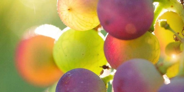 El vino tinto garnacha, adelgaza y previene ácido úrico