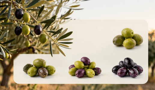 Principali varietà di olive in Spagna