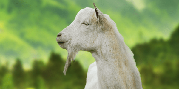 Benefits and properties of goat cheese